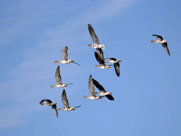 春安配资 又是一年雁南飞 - 海报新闻